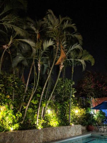 two palm trees and a swimming pool at night at Casa Tres Colibries in Mérida
