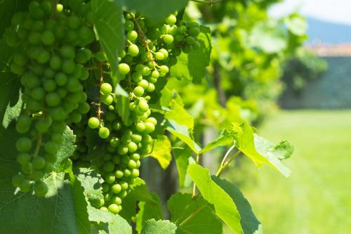 a bunch of green grapes hanging from a tree at Villa Franca in Franciacorta in Passirano