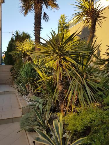 a row of palm trees and plants in front of a building at Villa Jelena in Zadar