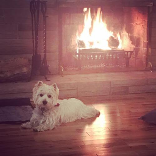 a white dog sitting in front of a fireplace at Abide Within Bed & Breakfast in Truro