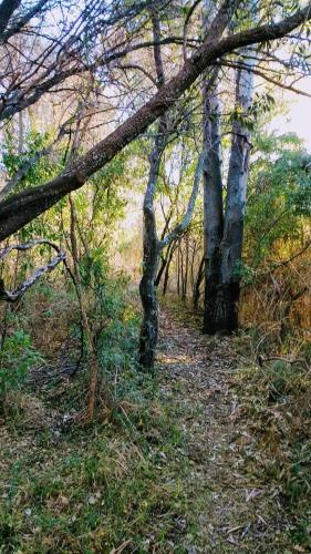 a wooded area with trees on a hill at Otters' Haunt Eco Retreat in Parys