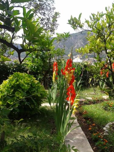 a garden with red flowers in the grass at Kotor Kelly Apartments in Kotor
