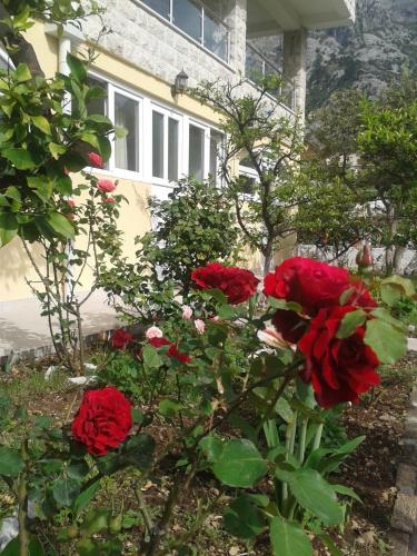 a group of red roses in front of a house at Kotor Kelly Apartments in Kotor