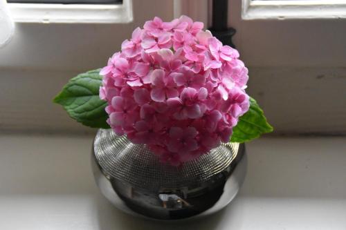 a pink flower in a vase on a window sill at Affittacamere Valnascosta in Faedis