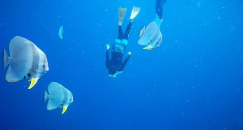 a group of fish swimming in the water at Shiacare Hostel in Green Island