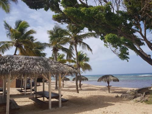 a beach with palm trees and a hut and the ocean at Résidence Anse des Rochers in Saint-François