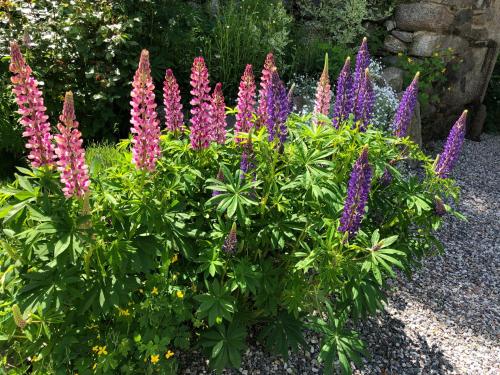 a flower garden with pink and purple flowers at Cal Xandera in Angoustrine