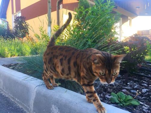 a cat standing on a curb in a yard at Perlyna Dzvinkova in Dzvinkove
