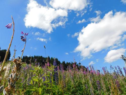 a field of flowers with a blue sky and clouds at Rathaushotels All Inklusive in Kurort Oberwiesenthal