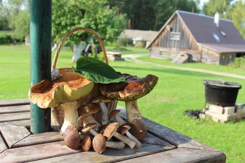 a group of mushrooms sitting on top of a wooden table at Sodyba Vieversynė in Duokiškis