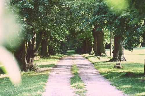 a dirt road lined with trees in a field at Europahaus Wien in Vienna