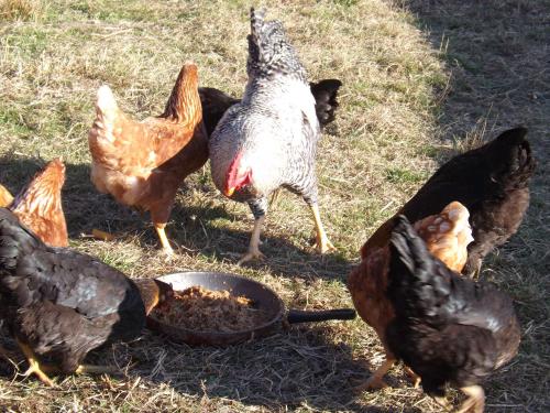 a group of chickens eating food from a pan at La Bedina in Rivara