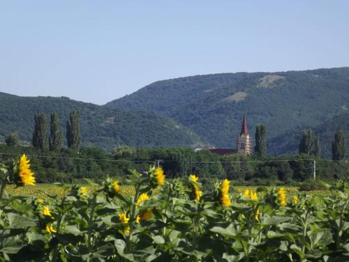 a field of sunflowers with a church in the background at Dósa tanya, Vendégház in Cserépfalu