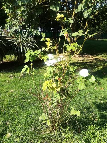 a bush with white flowers in the grass at B&B Tenuta Madiba in Ravenna