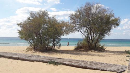 two trees on a sandy beach next to the ocean at La stanza del paradiso in Torre Pali 