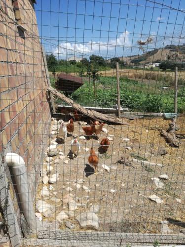 a group of chickens in a cage at B&B Pozzo Innamorato in Montenero di Bisaccia