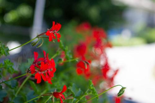 a group of red flowers in a garden at Ristorante Buasca in Cuorgnè