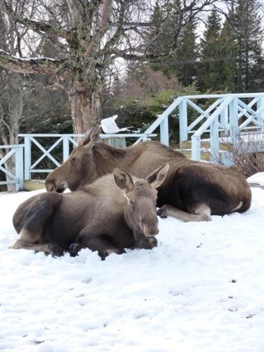 two moose laying in the snow in the snow at Halcyon Heights B&B/Inn in Homer