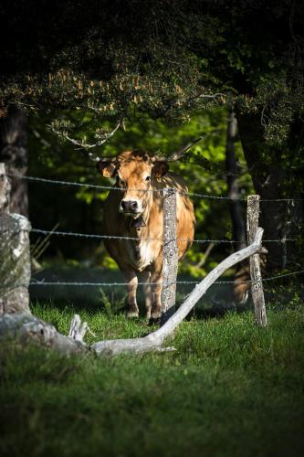 a cow standing in a field behind a fence at Logis Hôtel et Spa Chez Camillou in Aumont-Aubrac