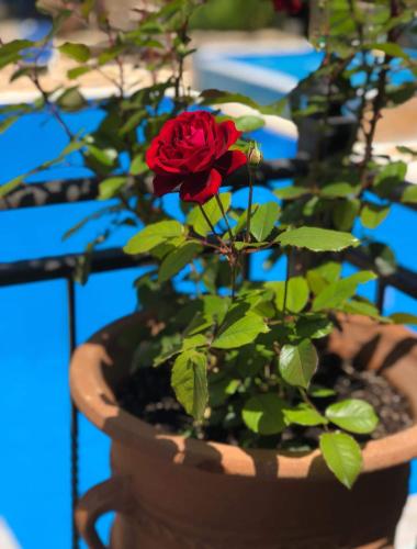a red rose in a pot on a table at Arianna in Paleokastritsa