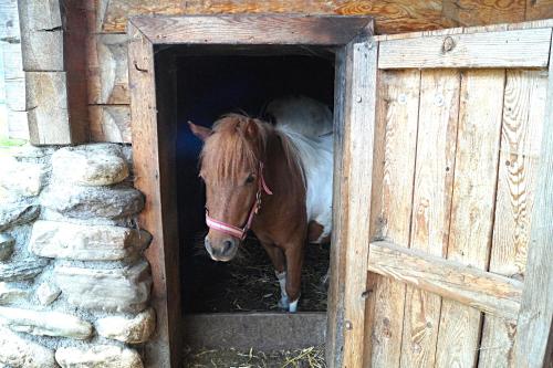 a horse standing inside of a barn door at Sieglhub Chalets - Appartements - Hotel in Flachau