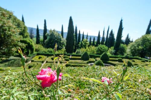 a pink rose in the middle of a garden at Villa Betteloni Valpolicella Suites in San Pietro in Cariano