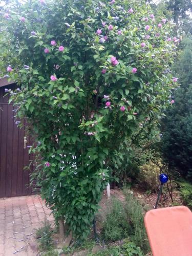 a rose bush with pink flowers on a fence at Adikati Lak in Bük