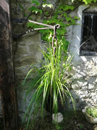 a plant in a pot next to a stone wall at Prà de Mandè in Viano