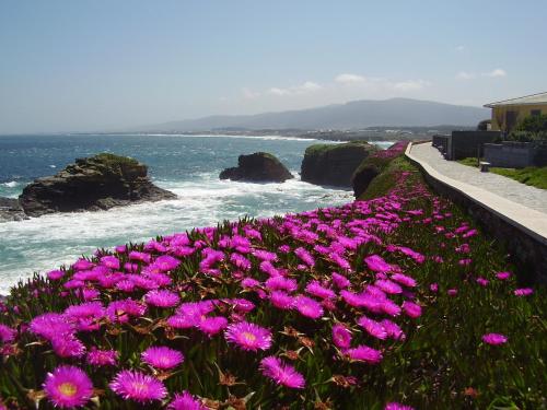 a field of pink flowers next to the ocean at Finca Goleta in Foz