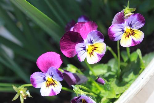 a group of purple flowers in a white pot at "Donnelly House" in Tenterfield