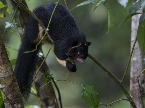 a black animal hanging from a tree branch at Sinharaja Forest Edge in Deniyaya