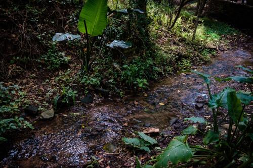 a small stream in the middle of a forest at Cinnamon Boutique Guest House in Wilderness