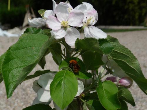 Jardín al aire libre en L'Isolo b&b e case vacanza