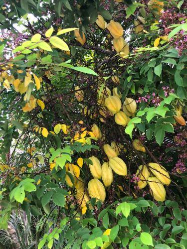 a tree with lots of yellow leaves on it at New Raya - Nias Beach Bungalows in Lagudri