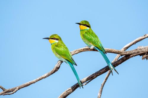 two birds perched on a tree branch at Daberas Guest Farm in Augrabies