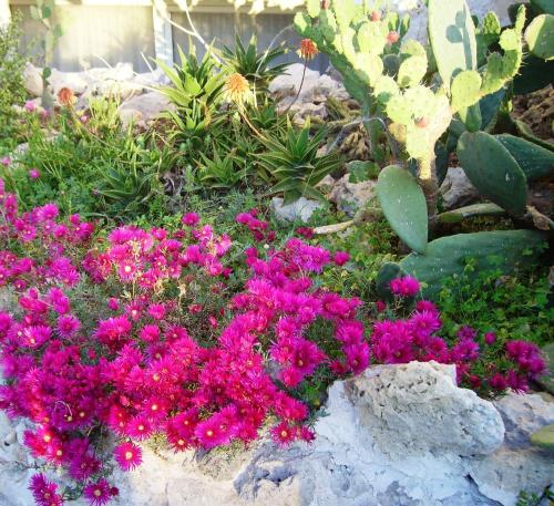 a bunch of pink flowers in a rock garden at Hotel Degli Haethey in Otranto