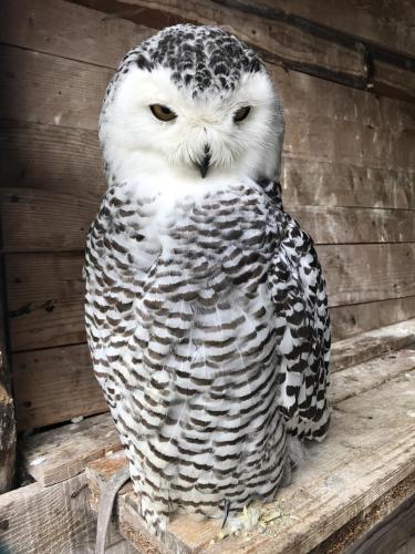 an owl is sitting on a wooden ledge at TH Borca di Cadore - Park Hotel Des Dolomites in Borca di Cadore