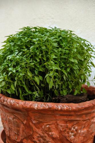 a green plant in a brown pot at Artemis Sunrise in Artemida