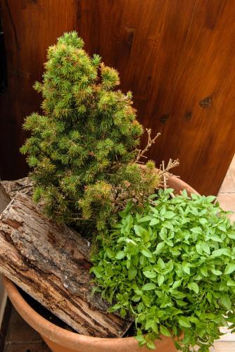 a potted plant sitting on top of a log at Artemis Sunrise in Artemida