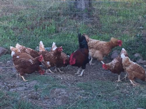 a group of chickens walking in a field at Agriturismo Su Meurreddu in Tratalias
