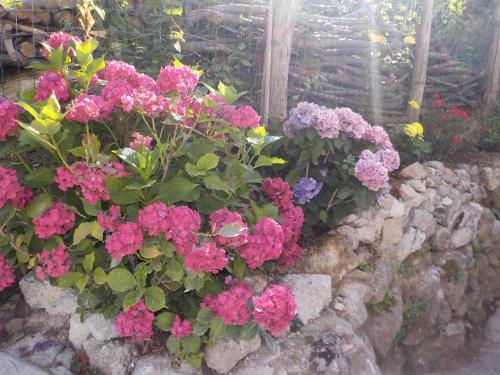 a bunch of pink flowers in a stone wall at IL PARADISO DEGLI DEI 2 in Agerola