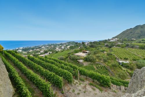 a vineyard on a hill with the ocean in the background at Tenuta C'est la Vie in Ischia