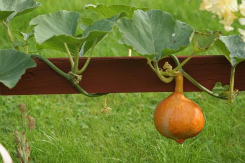 a gourd hanging from a plant in a garden at Bed & Breakfast Björkhyddan in Rumma