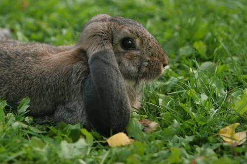 a small rabbit sitting in the grass at Bed & Breakfast Björkhyddan in Rumma