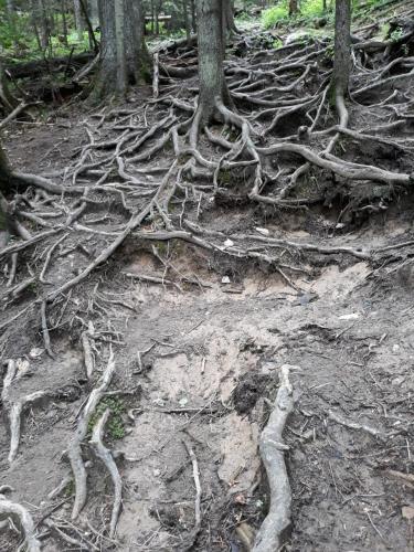 a bunch of tree roots on a dirt trail at Pensiunea Piatra Graitoare in Vartop