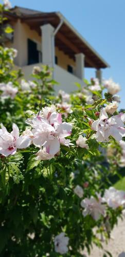 a bunch of pink flowers in front of a house at Georgia Apartments in Roda