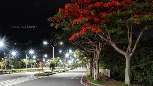 a street at night with trees and street lights at 台東愛格斯 單車友善&溯溪&包車旅行 EGGS Bike & River tracing & Chartered car tour in Taitung City