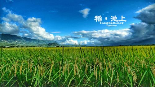 a field of grass with a blue sky and clouds at 台東愛格斯 單車友善&溯溪&包車旅行 EGGS Bike & River tracing & Chartered car tour in Taitung City
