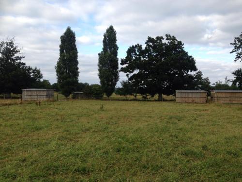 a field with three trees in the distance at gîte du bien être in Hodeng-Hodenger