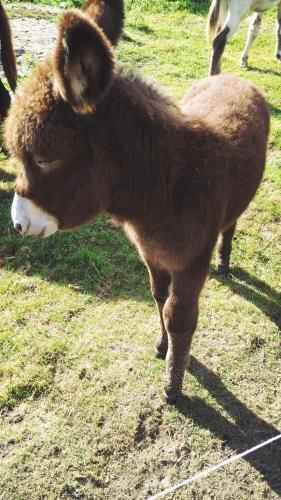 a brown camel standing in a field at Bed & Breakfast El Manso in Emst